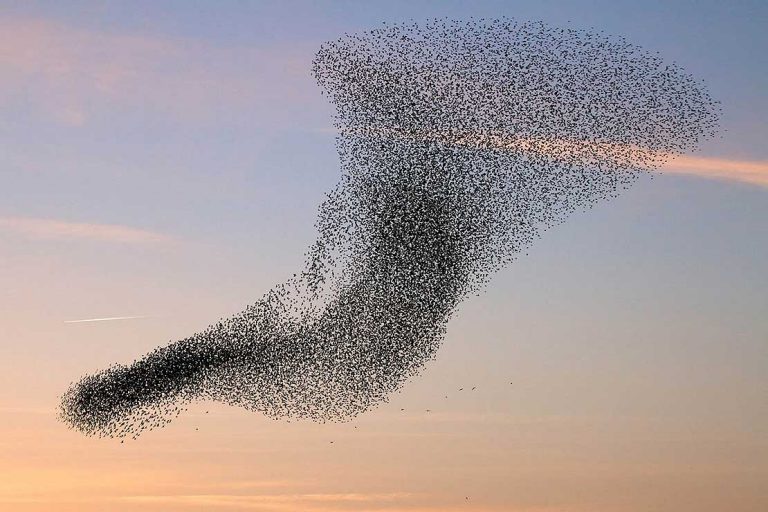 flock-of-birds-768x512-2